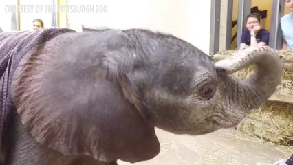 This Baby Elephant Makes Our Hearts So Happy