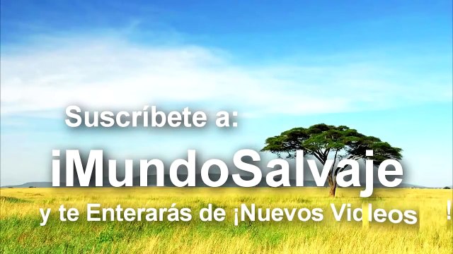 Aslan yeni doğmuş buzağıya saldırıyor Hayvanlar alemi Belgeseli izle