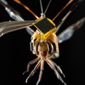 This dragonfly is controlled by humans [Mic Archives]
