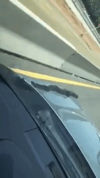 Snake Going Places: Reptile Slithers Up Hood of Car on Highway