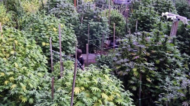 dabstarshop.com | Order rick simpson oil online | Rick simpson oil for cancer treatment | Buy rick simpson oil onlin