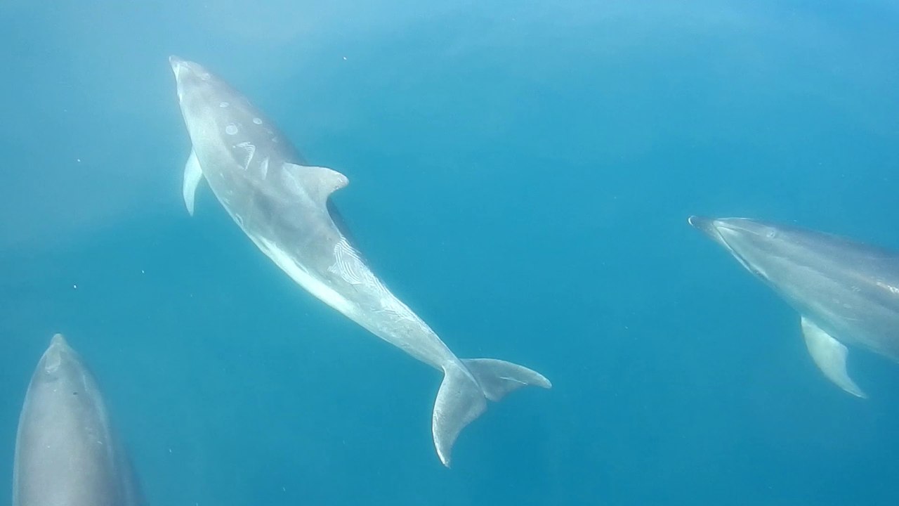Dauphins - Bayonne, Pays Basque, 64