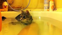Funny Cats Enjoying Bath _ CatsOVE Water Compilation