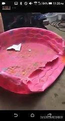 American Bullies Living In Horrible Conditions