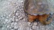 Snapping Turtle Attacks Man Who Pokes Him With a Stick