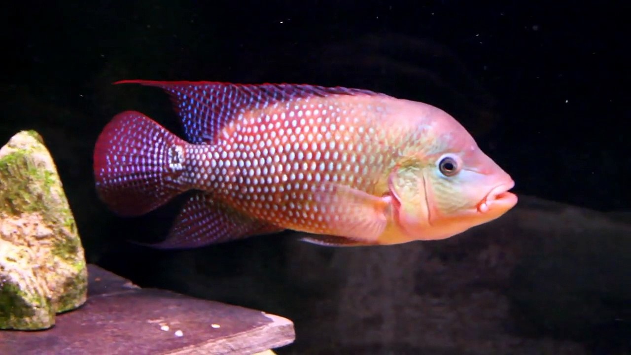 HOW TO MIX BIG BAD AGGRESSIVE AQUARIUM FISH FOR BREEDING!