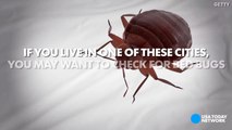 Is your city crawling with bed bugs-8PJRpCGYM5A