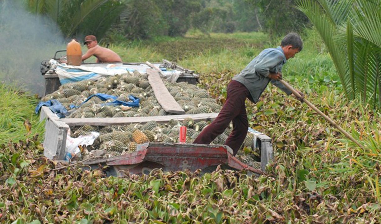 Nhớ Mùa Lục Bình Quê Tôi | Miền Tây Trong Tôi