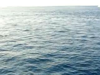 Ile de Tobia-Dauphins 1