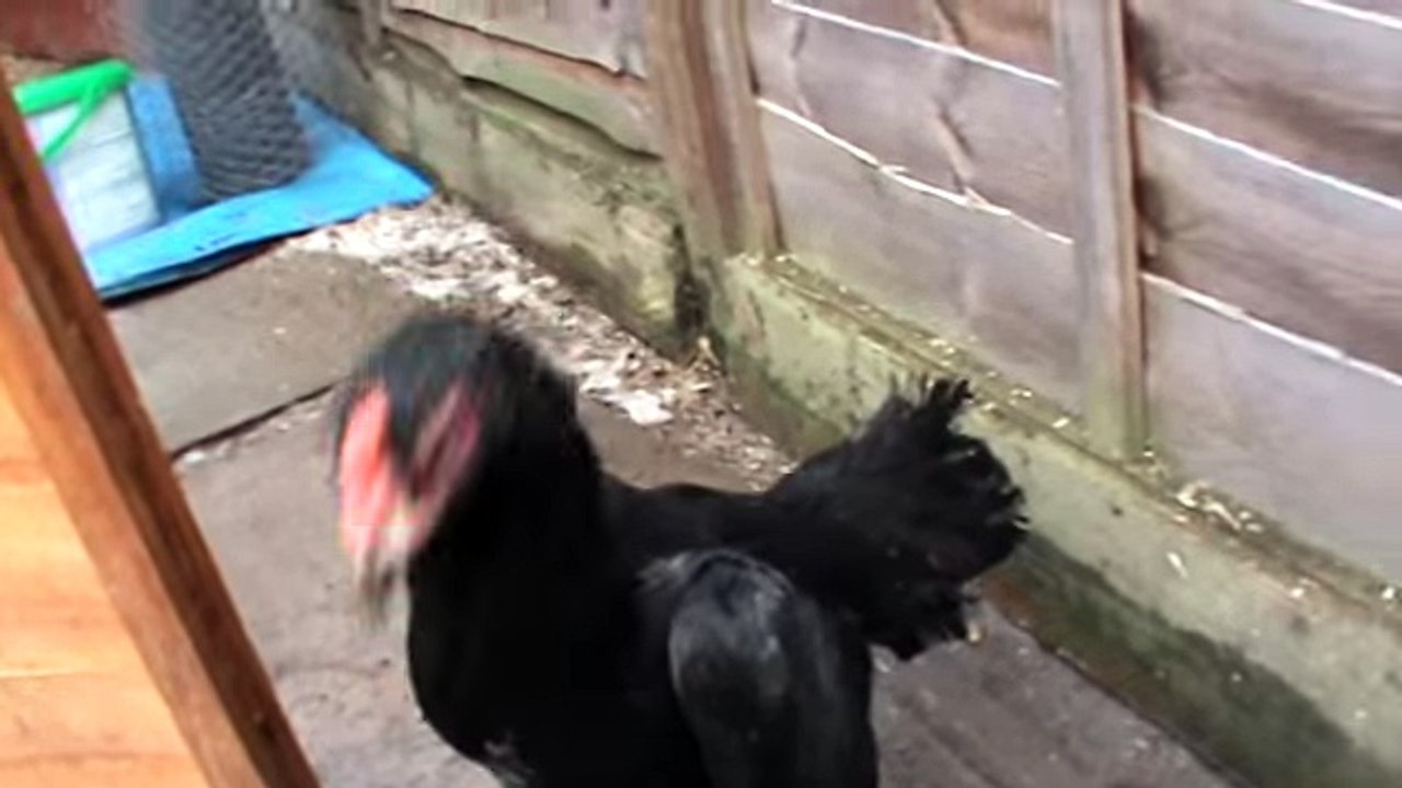 shamo hens fighter hens