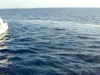 Ile de Tobia-Dauphins 2