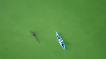 Sharks Circle Kayakers In Monterey Bay