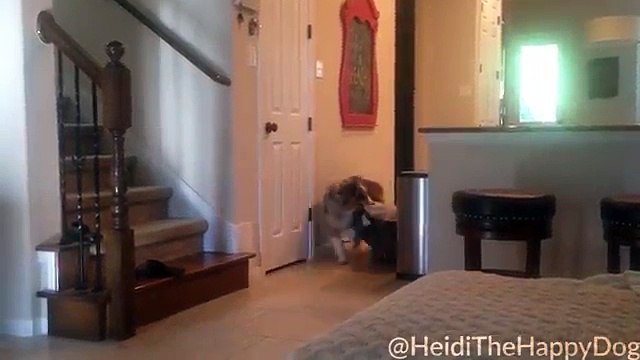 Ce chien adore regarder la TV et va même chercher son coussin pour s'installer...