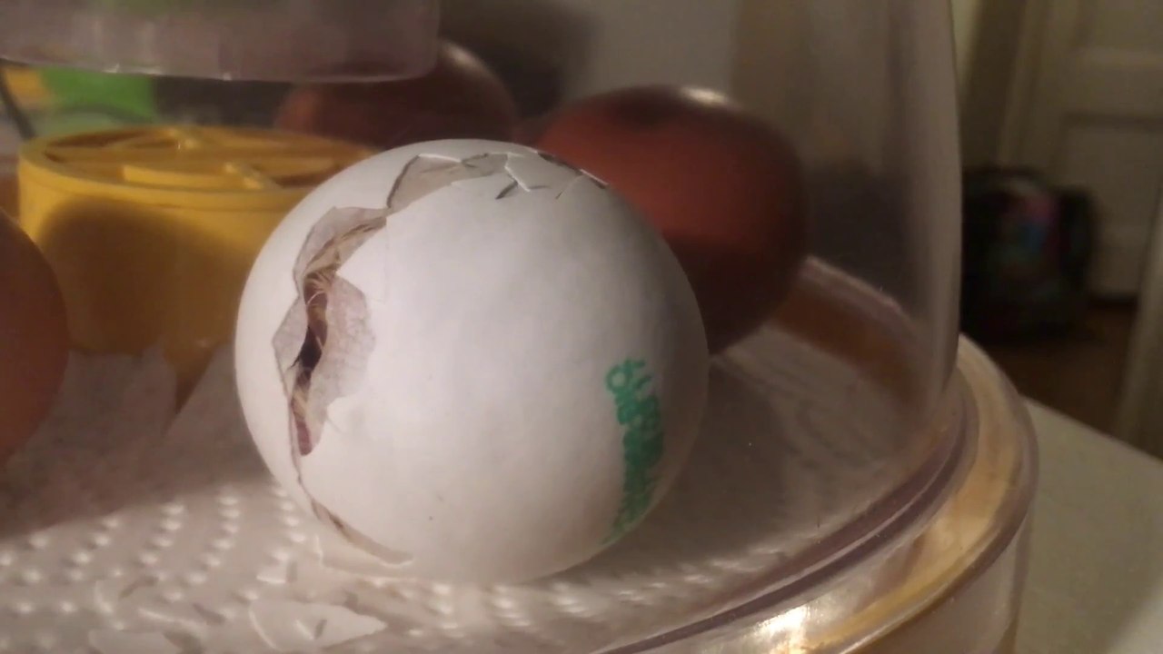 Faire éclore des oeufs de supermarché