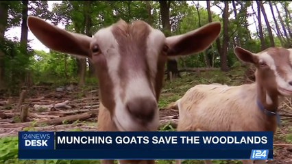 i24NEWS DESK | Munching goats save the woodlands | Saturday, June 10th 2017