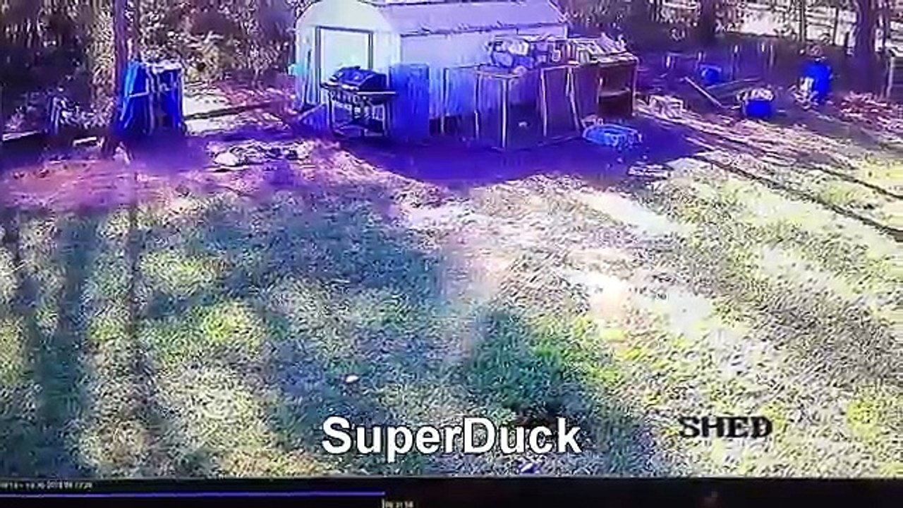 Super duck