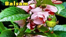 Balsam | 3D animated nursery rhymes for kids with lyrics  | popular Flower rhyme for kids | Balsam song  | Flower songs | Funny rhymes for kids | cartoon  | 3D animation | Top rhymes of Flowers for children