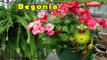 Begonia | 3D animated nursery rhymes for kids with lyrics  | popular Flower rhyme for kids | Begonia song  | Flower songs | Funny rhymes for kids | cartoon  | 3D animation | Top rhymes of Flowers for children
