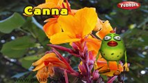 Canna | 3D animated nursery rhymes for kids with lyrics  | popular Flower rhyme for kids | Canna son