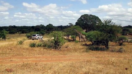 Giraffes walking in Kruger National Park