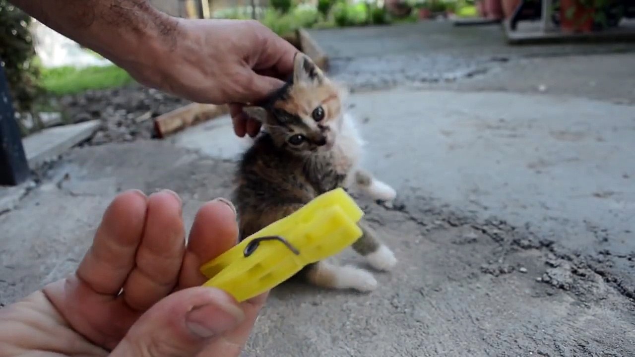 How to deactivate a Cat - dailymotion