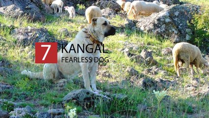 Top 10 Most Fearless Dog Breeds
