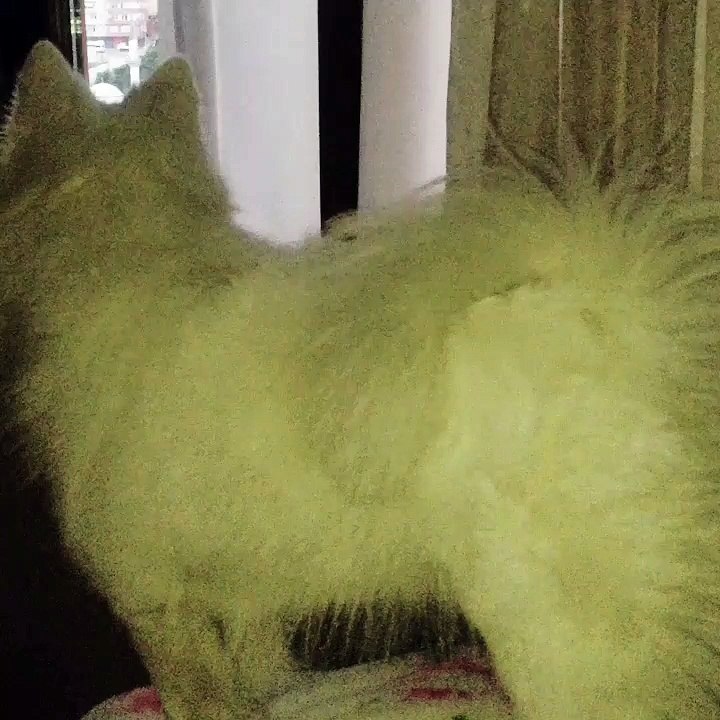 Akıllı Köpek Casper 