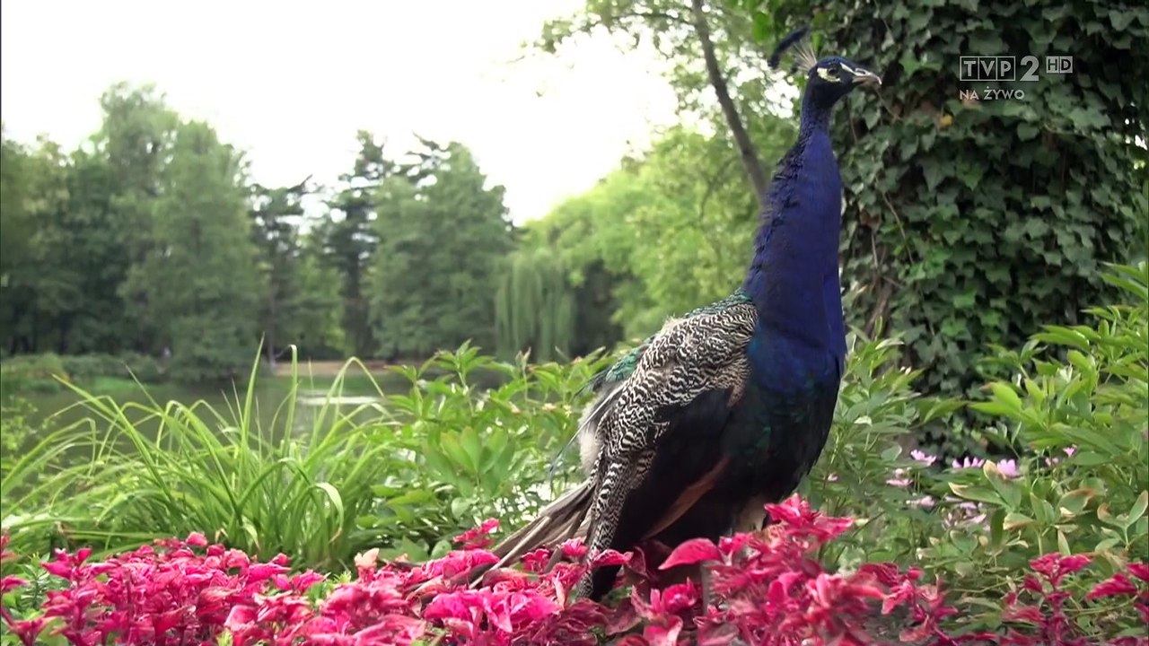 Ekstraklasa- czołówka (finał)