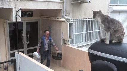 Otomobilini Kediler Için Yuvaya Dönüştürdü