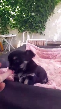 NINETTE 38 jours le 10.06.2017