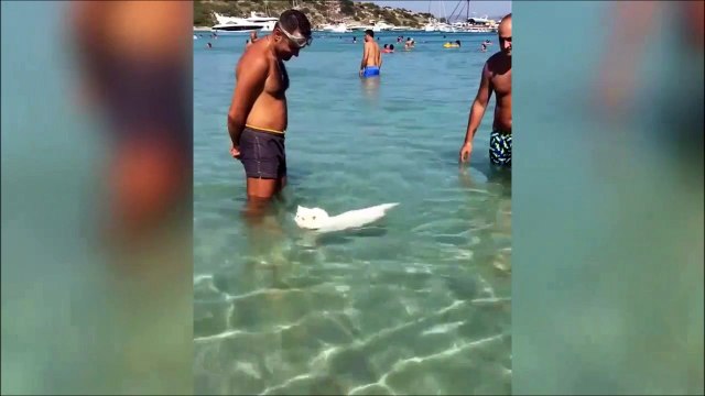 Ce chat adore nager en mer... Dingue