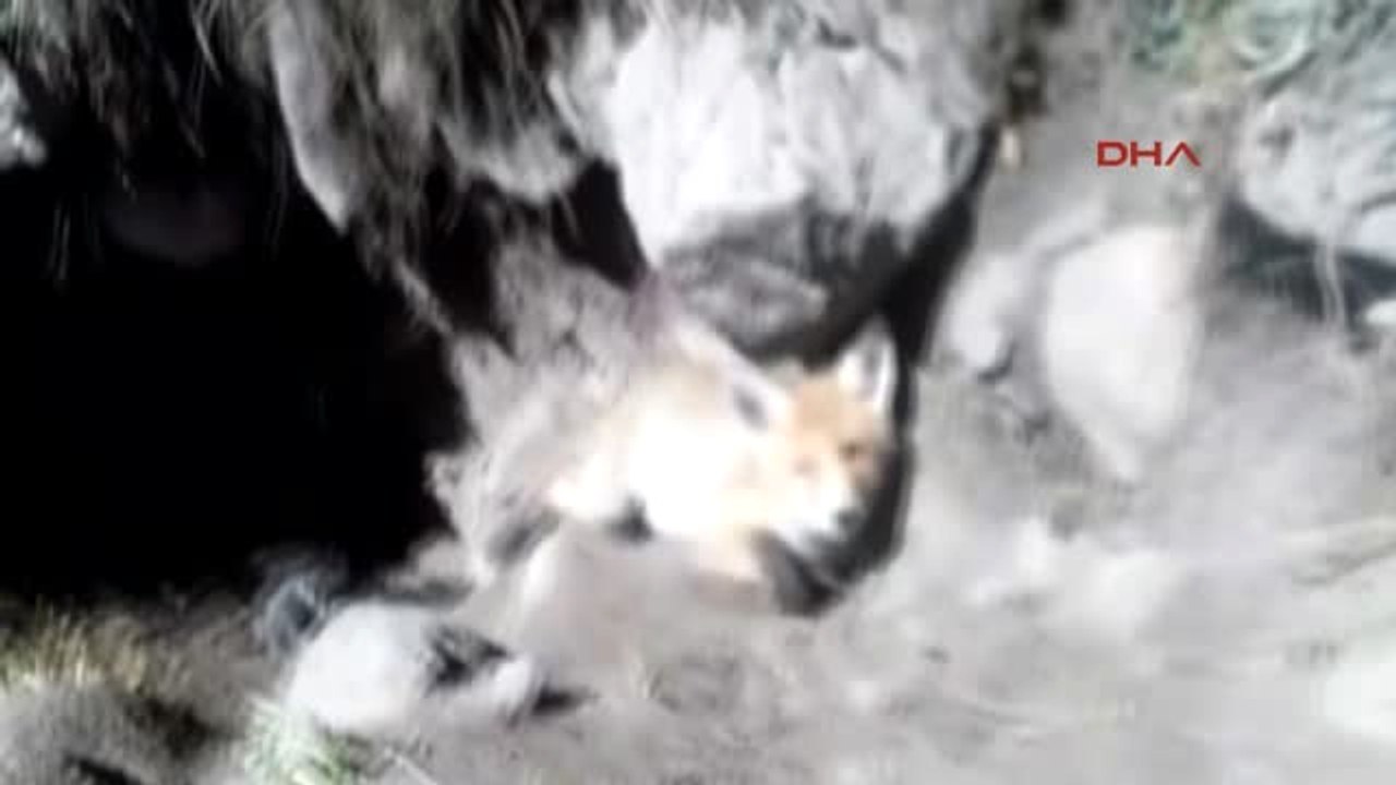 Kars Kızıl Tilki Ailesi Yuva Değiştiriyor