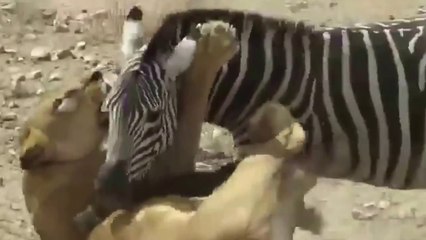 Big wild animals fighting to deat