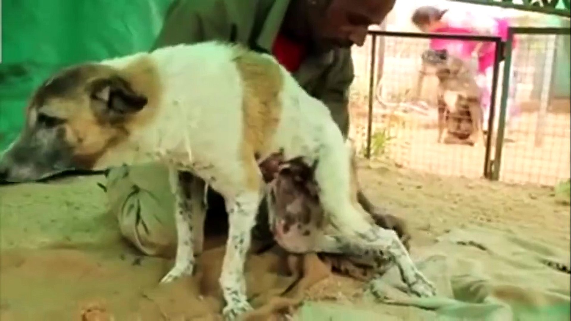 Awesome People Saving Animals ► People Are Aweso