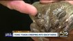 Sonoran Desert Toad posing a danger for Valley dogs