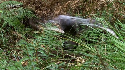 L'Australie et ses parcs nationaux-2-Les alpes australiennes