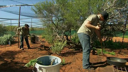 L'Australie et ses parcs nationaux-5-La côte des requins-baleines