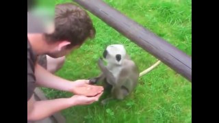Funny Monkey Videos Compilation