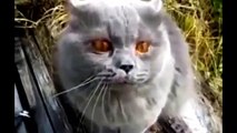 Funny Videos 2017- Funny Cats - Funny Cats C imals - Best Cute Ca
