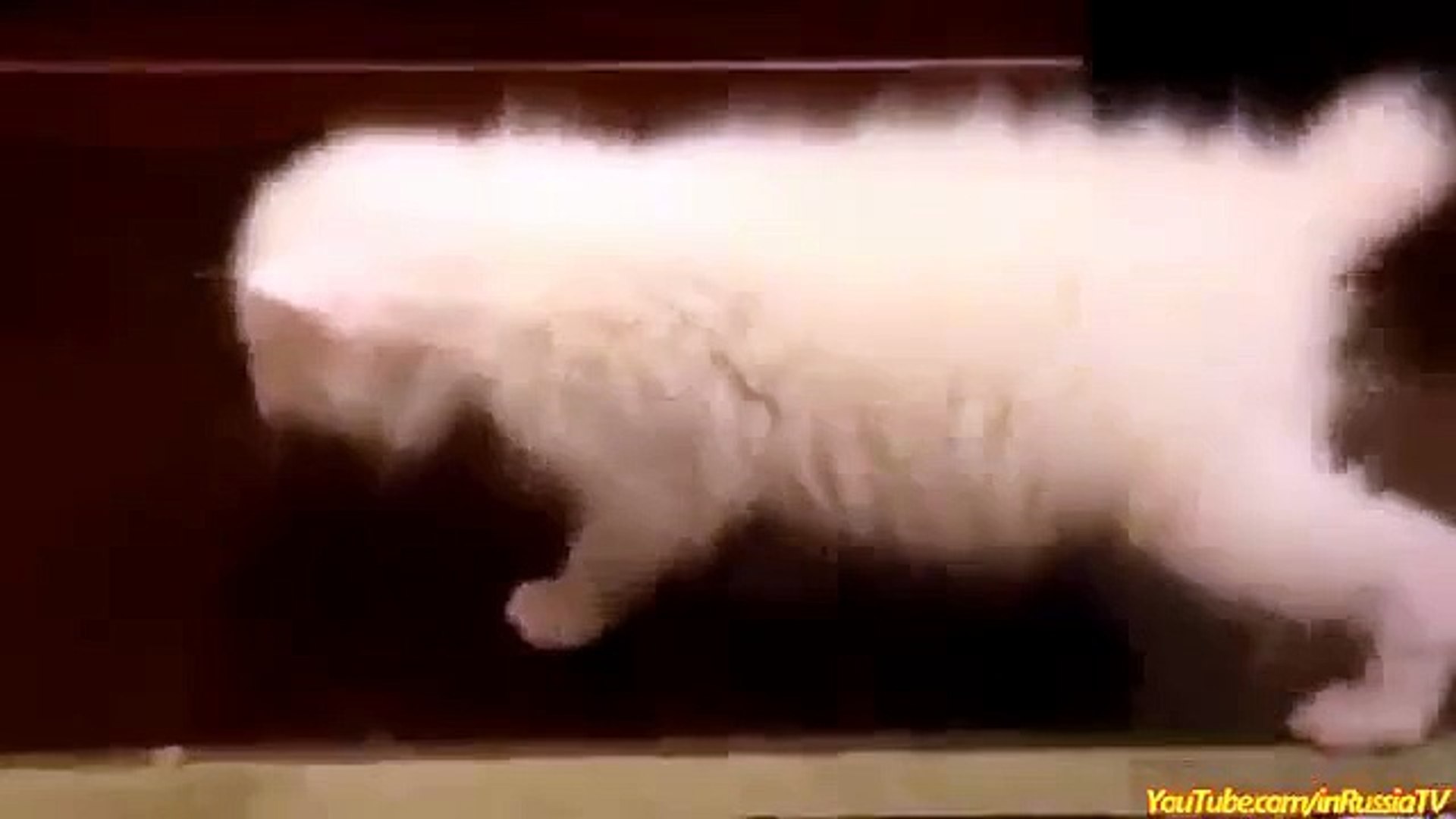 Funny Videos 2017  - Funny Cats - Funny Cat Videos - Fu  Cats Funny Sliding