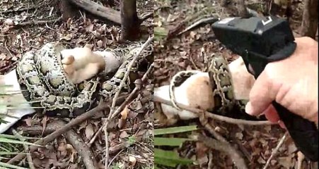 ABD'de Yaşlı Adam, Keçisini Yiyen Dev Piton Yılanını Tabancayla İnfaz Etti