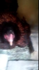 My aseel hen hatched her eggs after 3 weeks