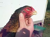 My best hen by Shamo breeder Hen...