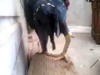 Shamo pure blood line