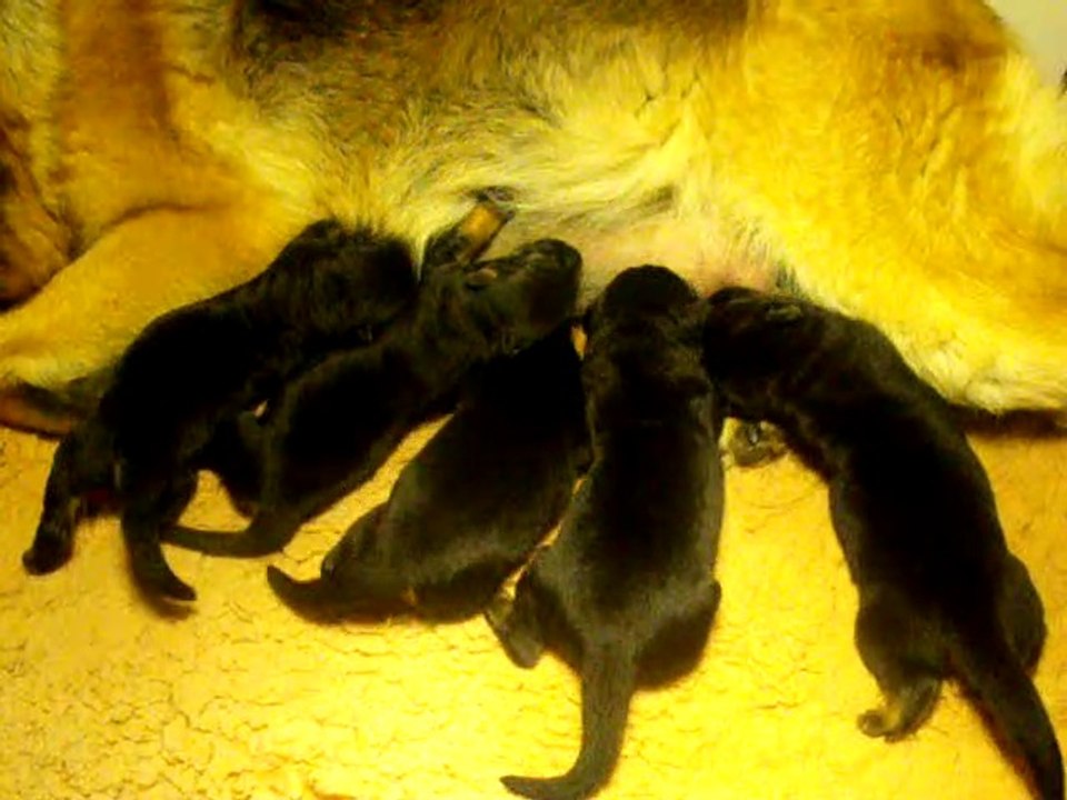 Chiots 10 juin 17 022