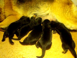 Chiots 10 juin 17 022