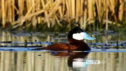 An Original DUCKumentary (PBS Nature Documentary)