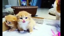 Kittens Talking and Playing with their Moms Compilatioádn _ Cat mom hugs baby kitten