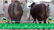 383 || Cow Qurbani for eiduladha || Bakra eid in Karachi, Pakistan || Cow Mandi