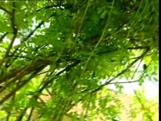 Les jardins de Laurent - Juin (1/3)